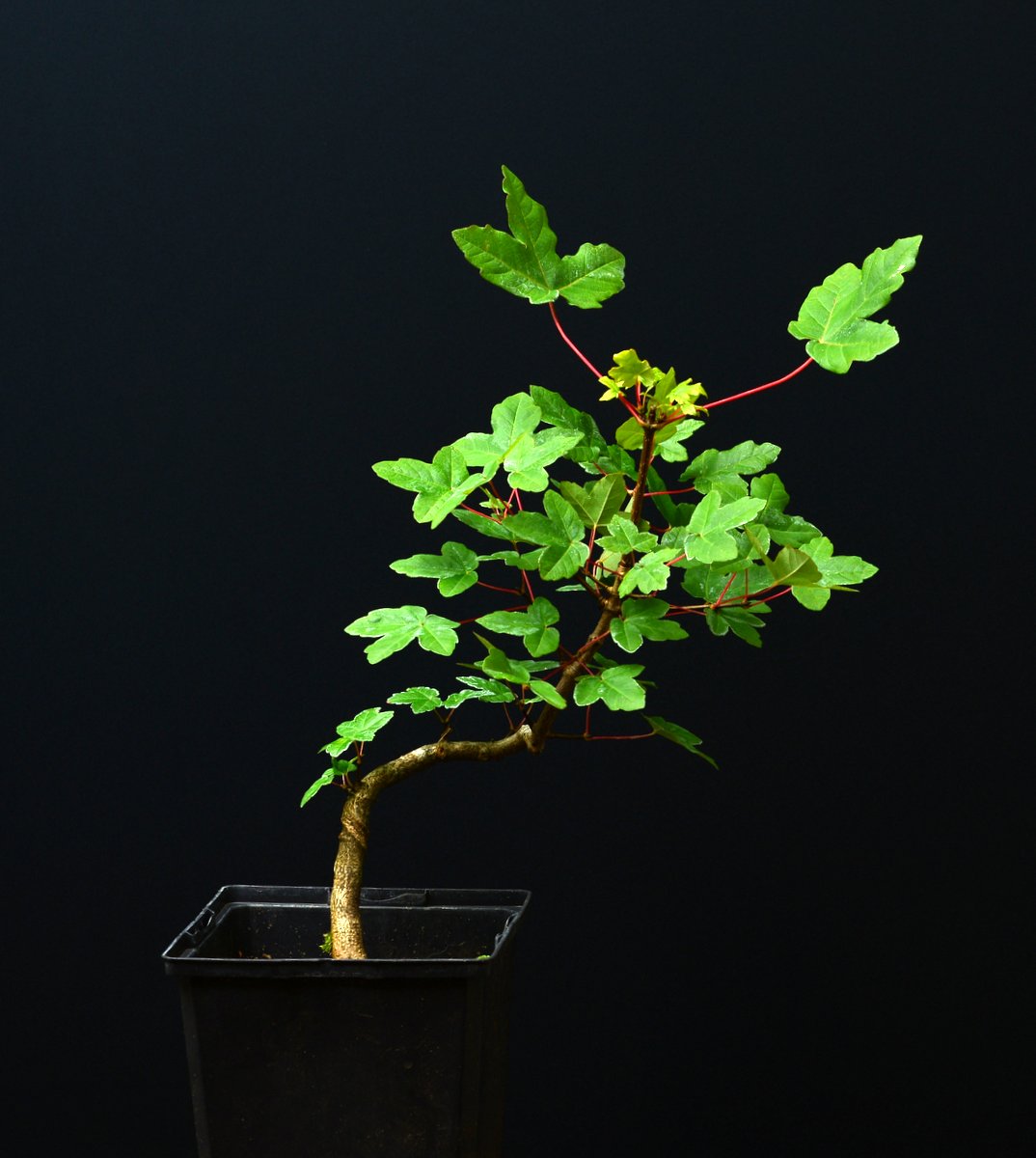 Acer Monspessulanum Erable de Montpellier miniSatsuki