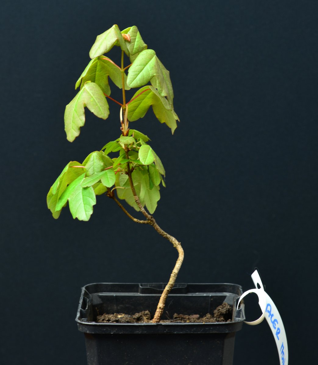 Acer Monspessulanum Erable de Montpellier miniSatsuki