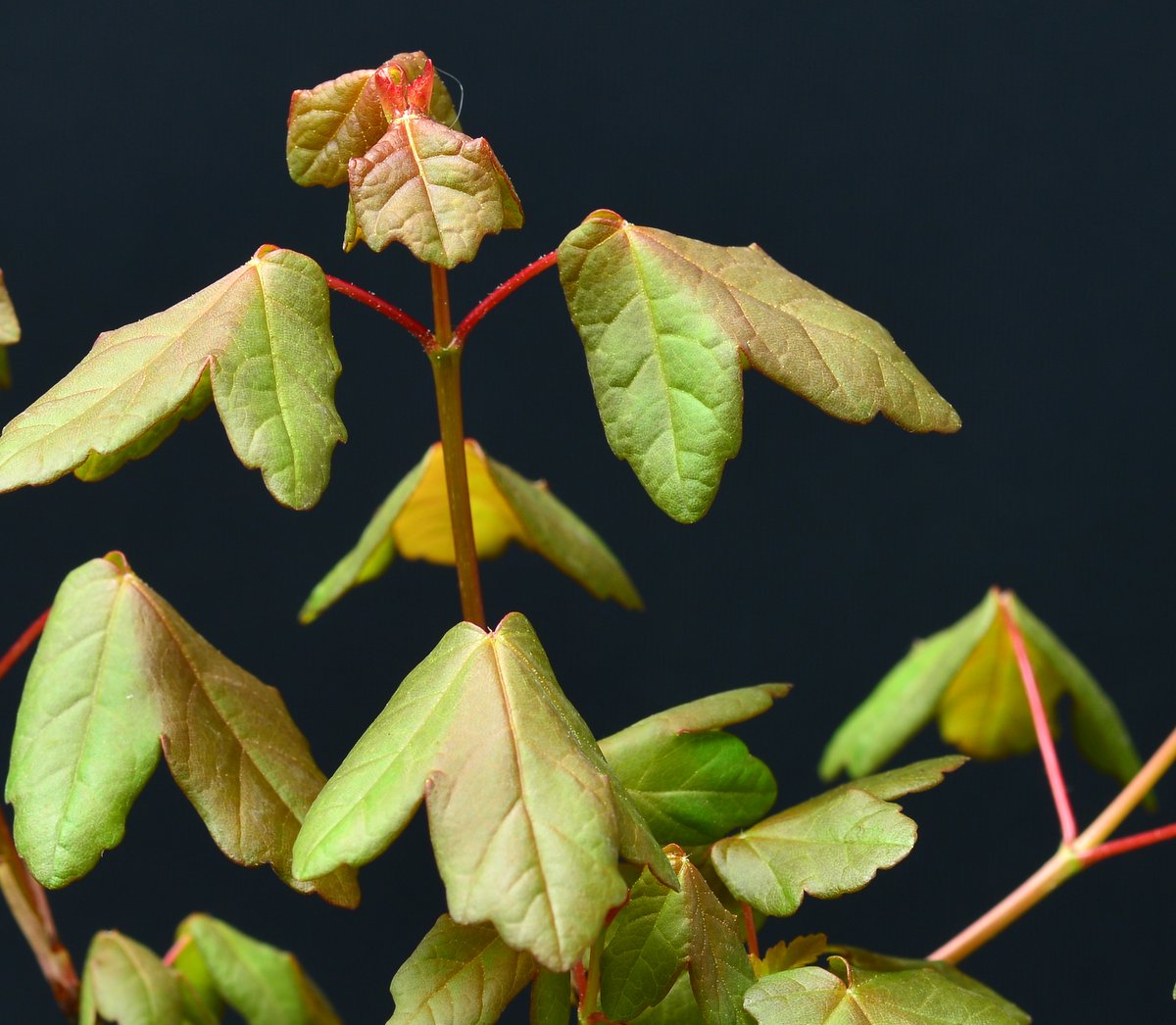 Acer Monspessulanum Erable de Montpellier miniSatsuki