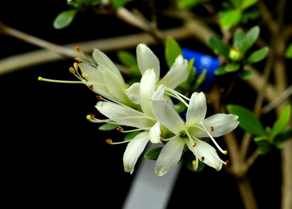 Senbazuru miniSatsuki