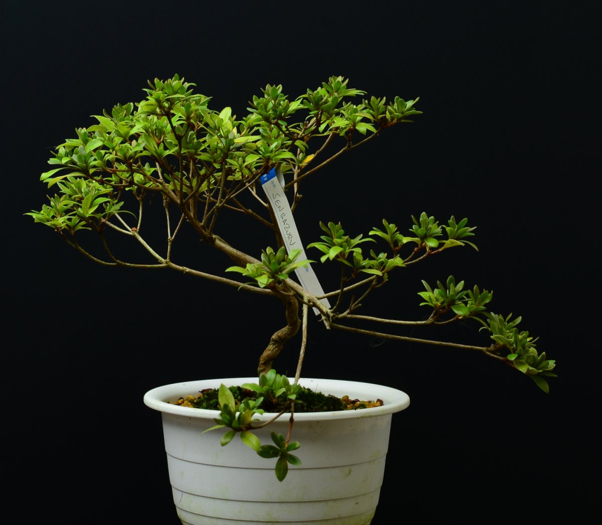 Senbazuru miniSatsuki