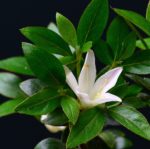 Rhododendron Indicum Asuka