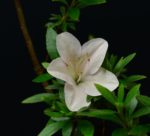 Rhododendron Indicum Aozora