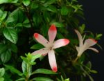 Rhododendron Indicum Ariran