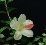 Rhododendron Indicum Chiyo No Homare