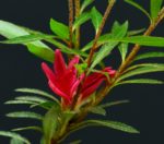 Hikorin Rhododendron Indicum