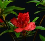 Rhododendron Indicum Hiodoshi
