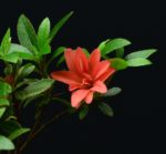 Rhododendron Indicum KikuHime