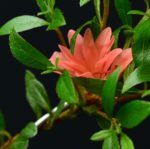 Rhododendron Indicum Kikuhime