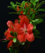 Rhododendron Indicum Kinpai