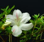 Rhododendron Indicum Kogetsu