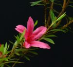 Rhododendron Indicum Korin