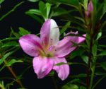 Rhododendron Indicum Shisen