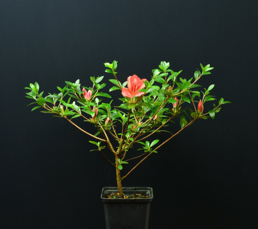 Yata No Kagami miniSatsuki