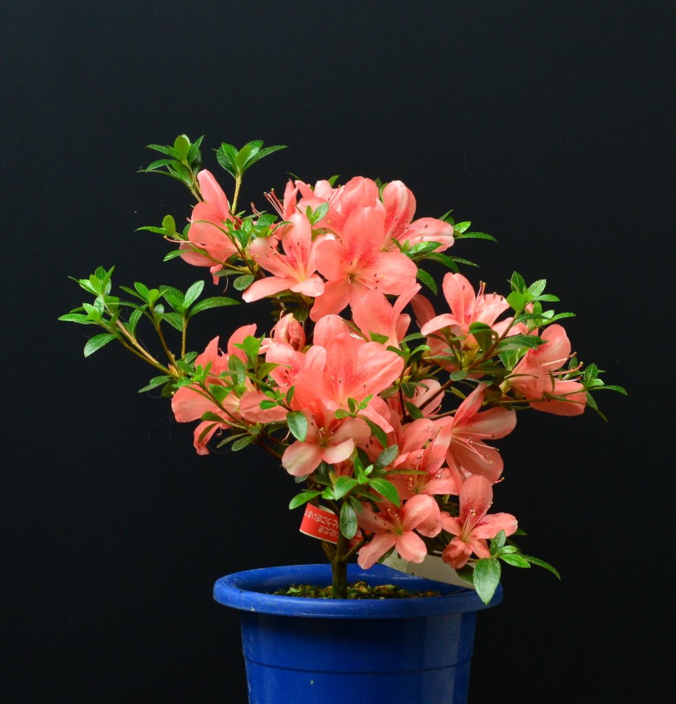 Yata No Kagami miniSatsuki