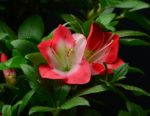 Rhododendron Indicum Beniko
