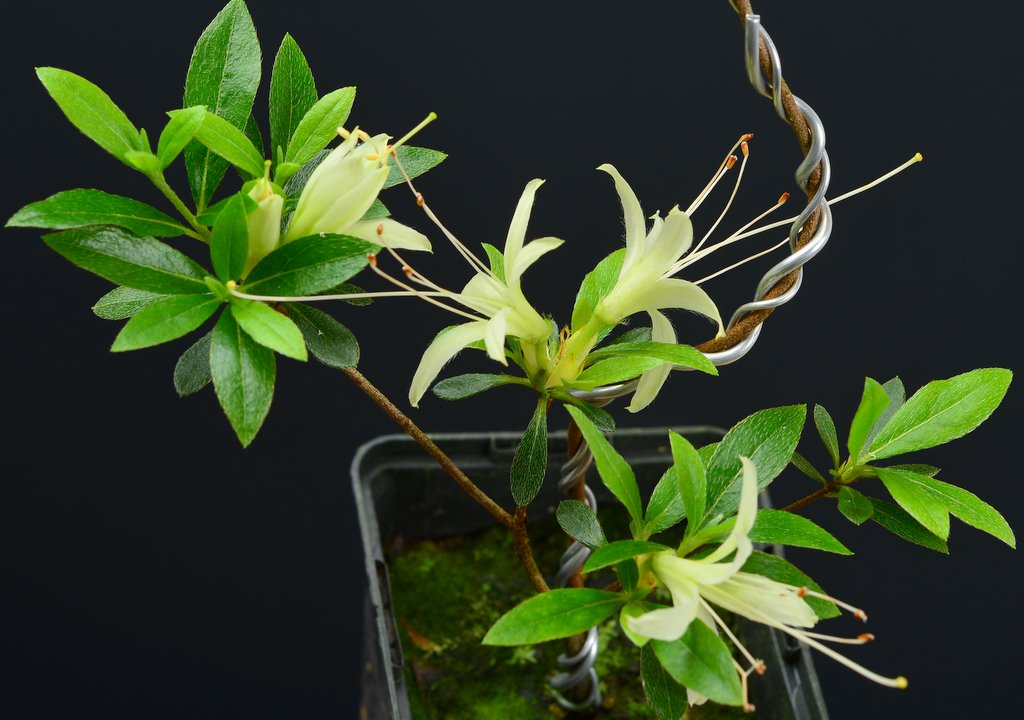 Senbazuru miniSatsuki